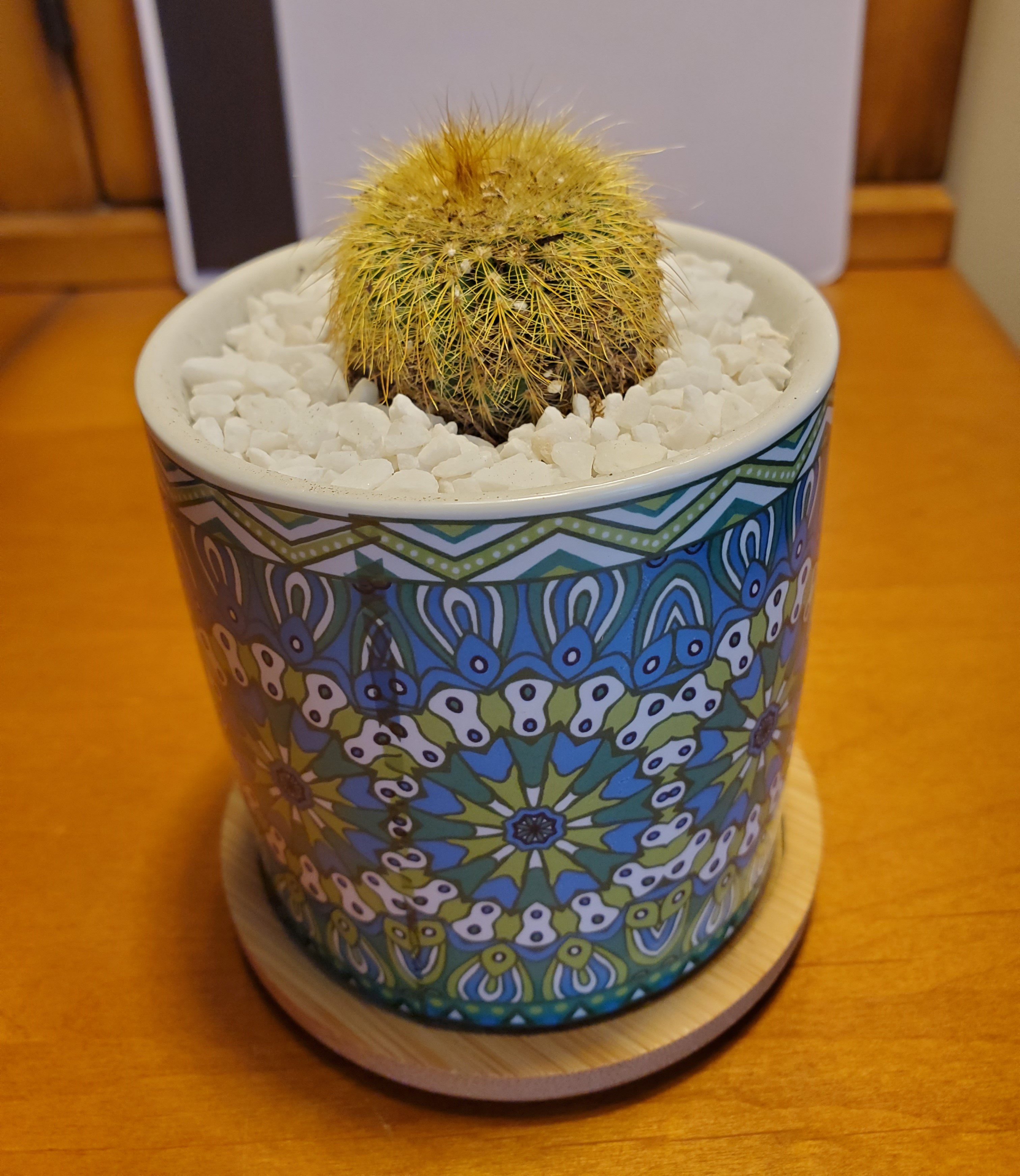Golden Ball 3 Flowering Cactus Pink & White Friedrichii in 2.5 inch pots