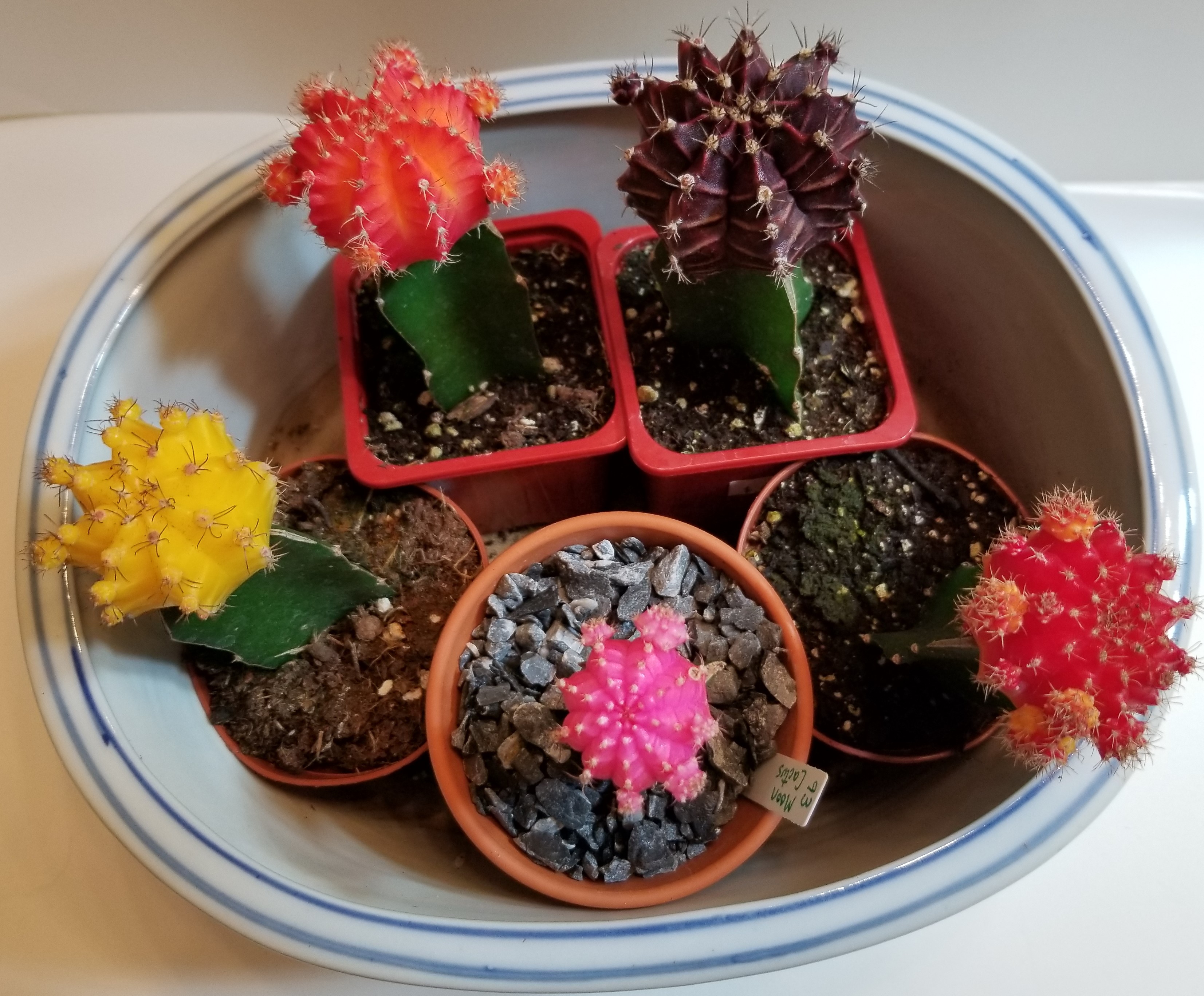 Grafted Pink Cactus Plant 