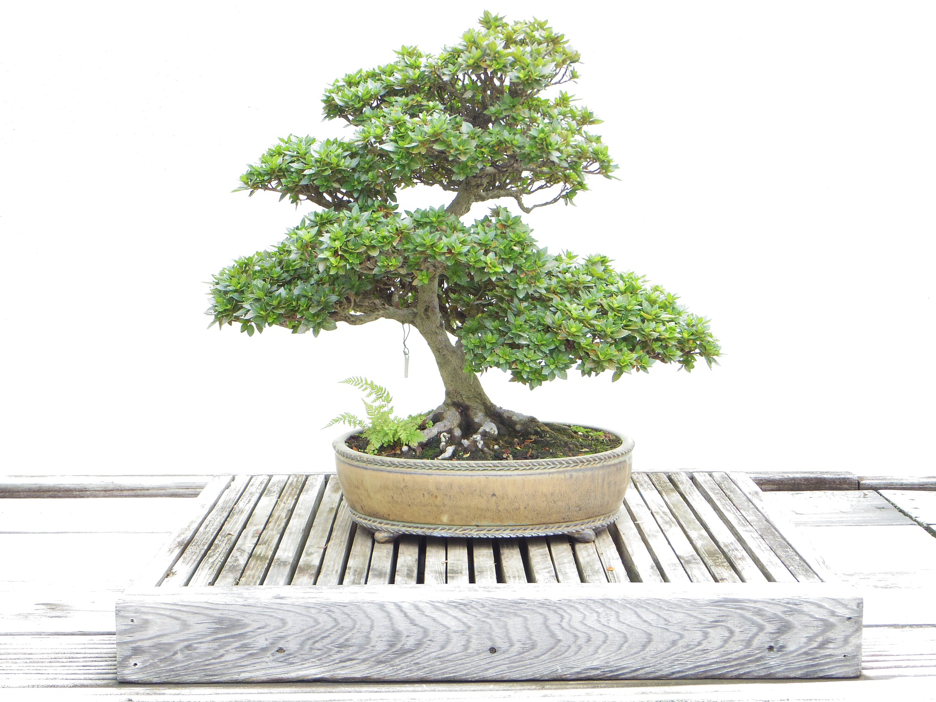 Create a Miniature Zen Garden Container