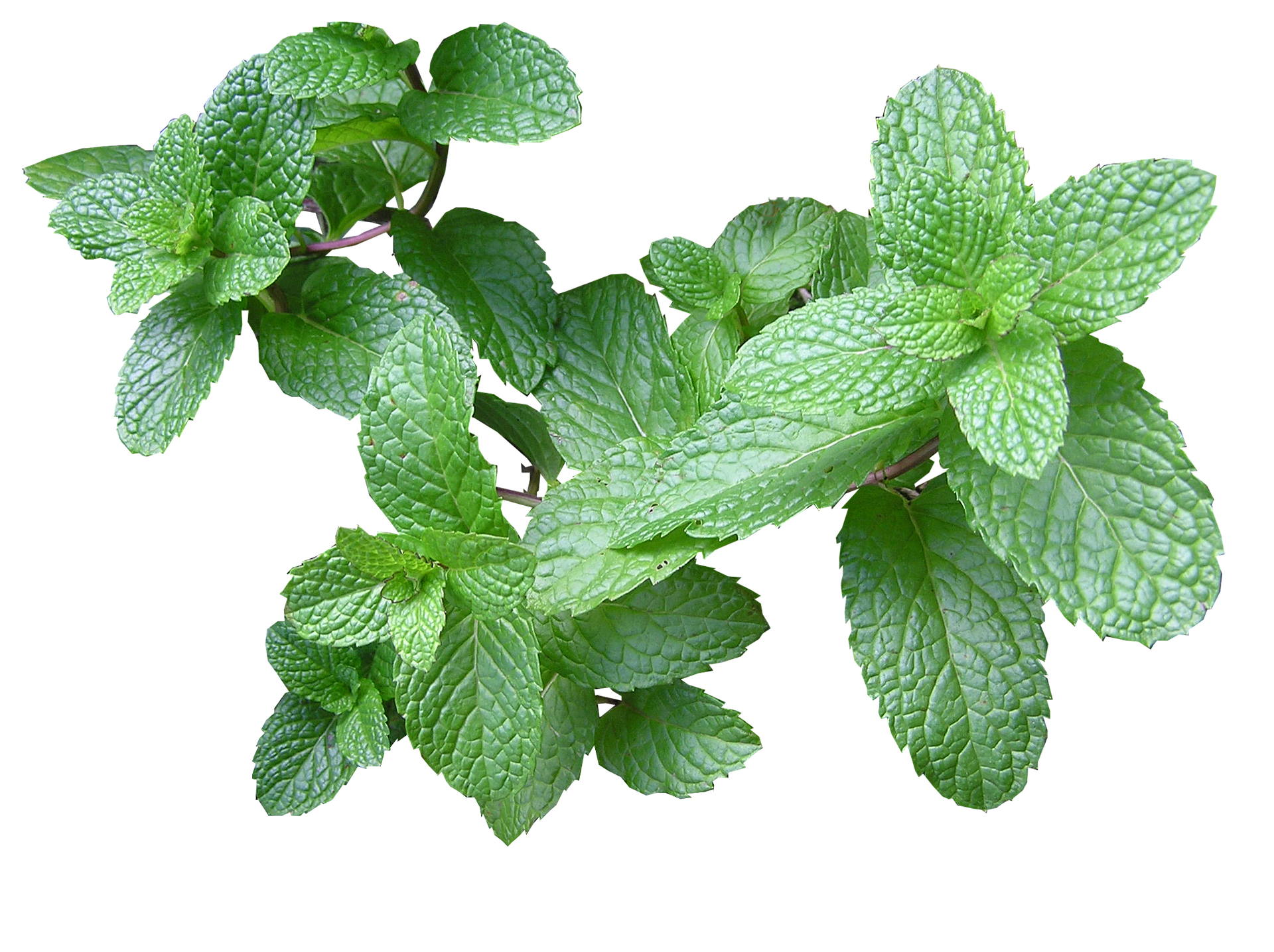 Mint plant