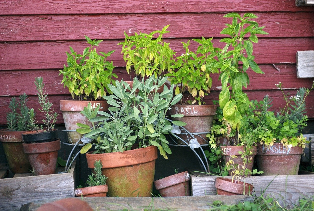 Various herbs in terra cotta pots