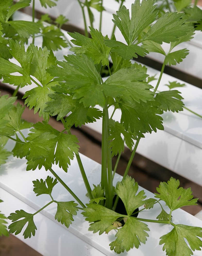 parsley growing in hydroponic planter
