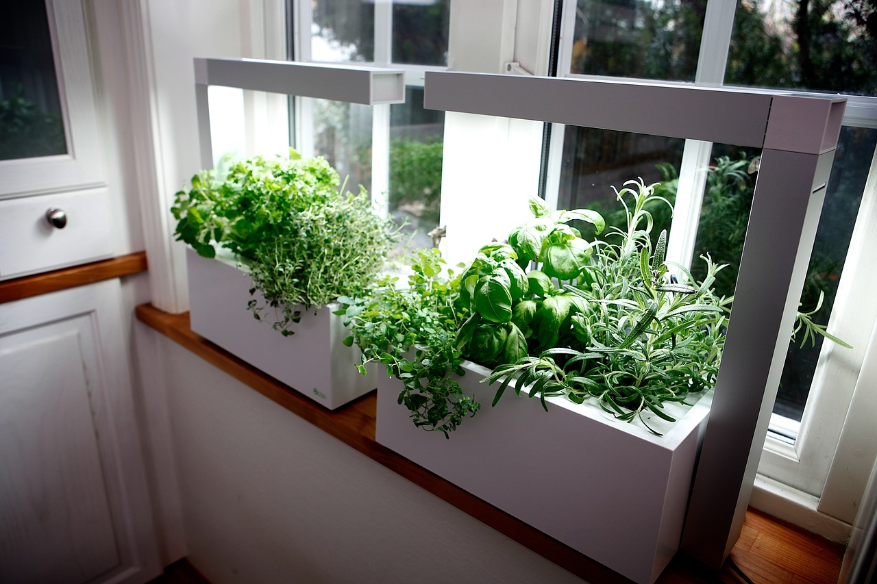 Large indoor herb container under grow lights