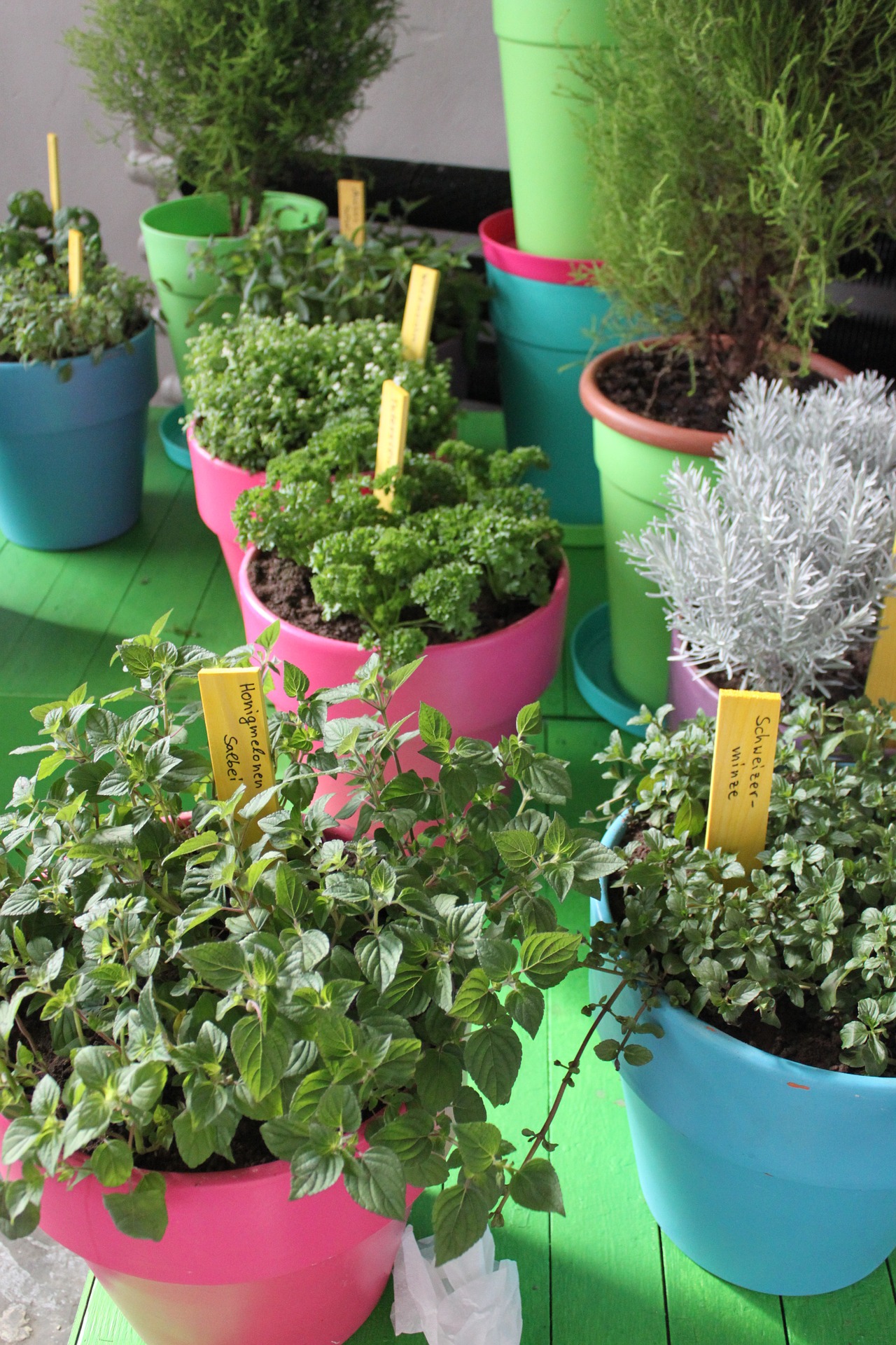 Pots of herbs in colorful planters